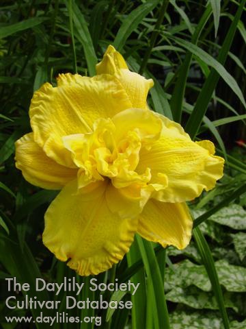 Daylily Longfields Maxim